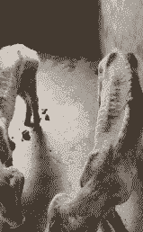 猪越长越瘦什么病