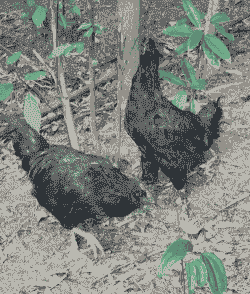 乌骨鸡什么样品种好