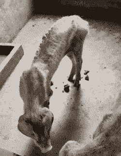 母猪很瘦是什么原因