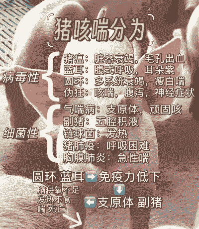 猪咳嗽拉稀是什么疾病