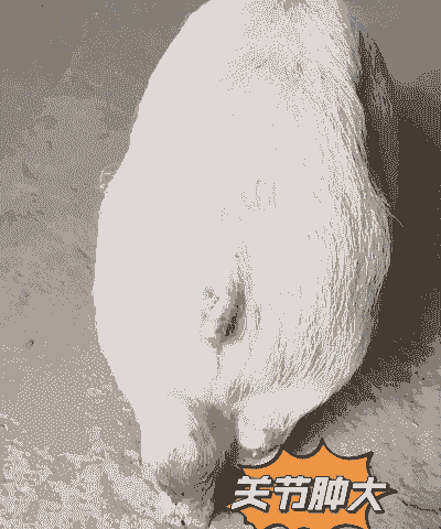 猪瘫痪了是什么病