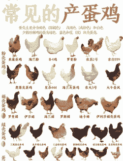 什么品种的鸡产蛋率高