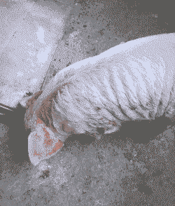 仔猪皮肤脱落什么病