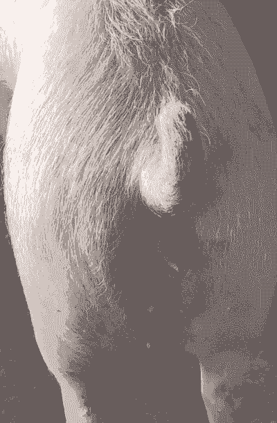 后备母猪是什么意思