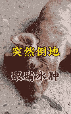 小猪眼睛红肿是什么病