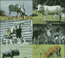 牛羊驴都是什么动物