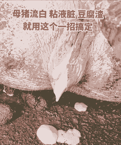 什么原因引起猪发白