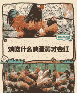 鸡吃什么下蛋更黄