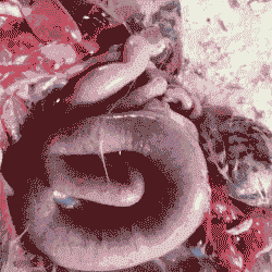 鸡肠子发黑是什么病