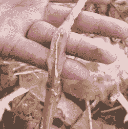 鸡有绦虫有什么症状