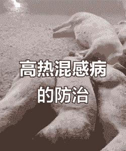 冬天猪为什么突然发烧