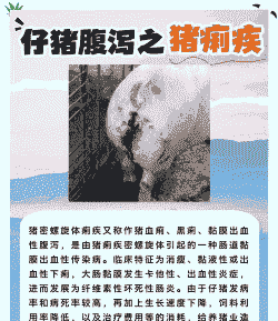猪群反复拉稀什么病