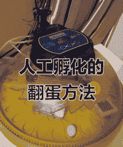 机器孵化蛋要注意什么