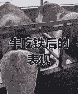牛胃有铁什么症状