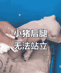 猪后腿肿大是什么病