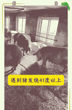 猪为什么好好的发热