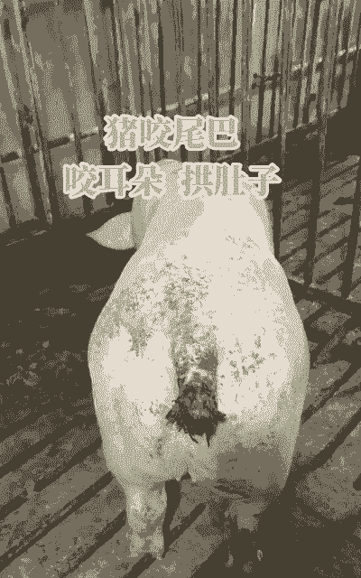 大猪为什么咬尾巴