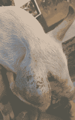 猪耳朵红红是什么病