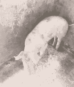 猪受惊吓什么症状