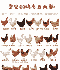 商品鸡什么意思啊