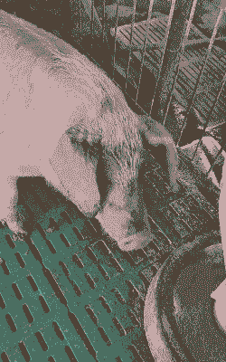 猪的混合感染什么症状