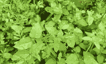 猪腹泻喂什么草好看