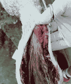 鸭子中瘟疫有什么症状