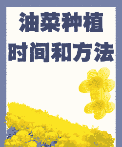饲料油菜什么时候种植