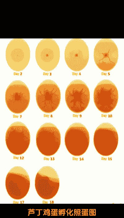 小鸡孵化用什么照蛋