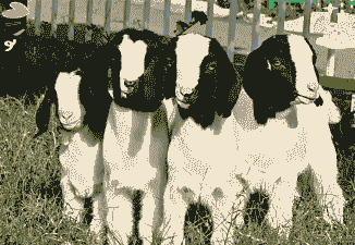 湖北适合养殖什么羊