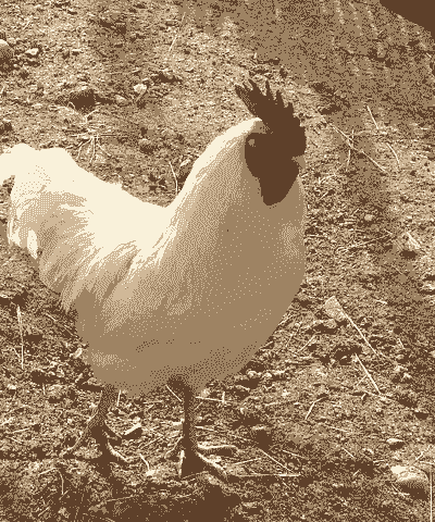白色的公鸡是什么品种