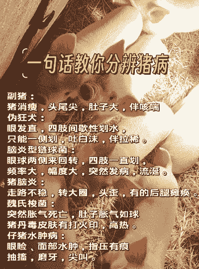 副猪是什么意思