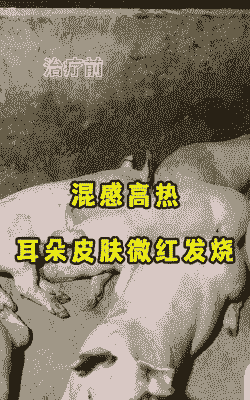猪耳发红是什么病