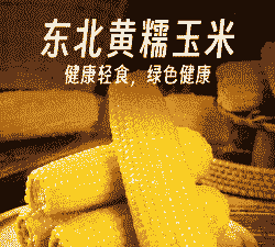 为什么说东北玉米好