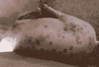 猪仔全身起疙瘩什么病