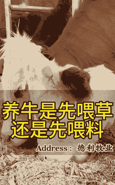 牛用什么方法催肥快