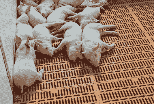 仔猪什么时候添加饲料