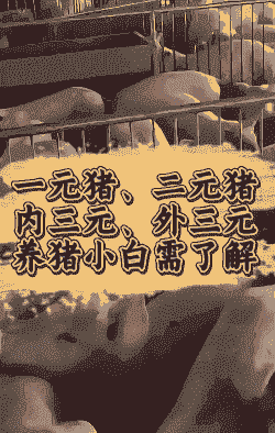 生猪外三元是什么意思