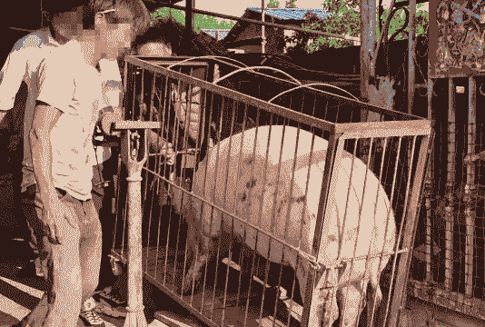 生猪贩子怎么看生猪