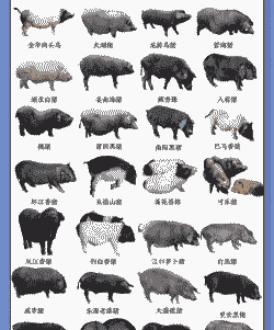 生猪的分类