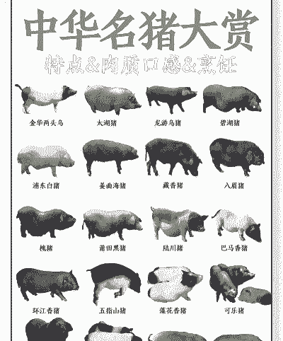 中国生猪屠宰排名