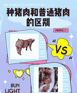 生猪和种猪的区别