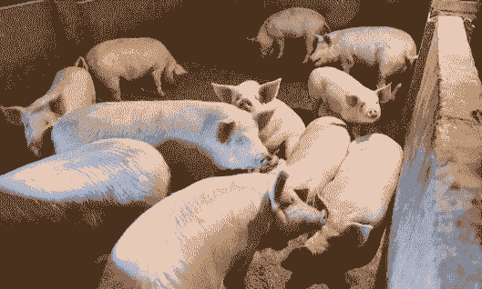 什么是生猪养殖业