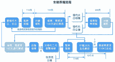 生猪多长时间出栏