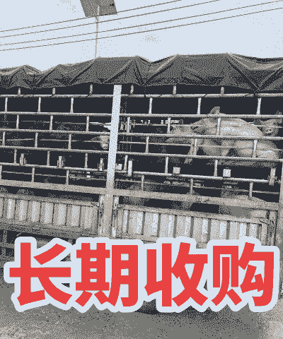 收生猪生意怎么样
