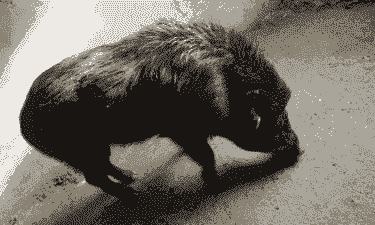 特种野猪生猪价格