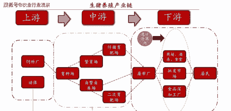 什么是生猪体系