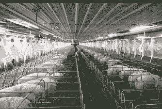 中国生猪养殖大县