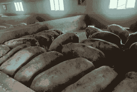 生猪出栏有多重