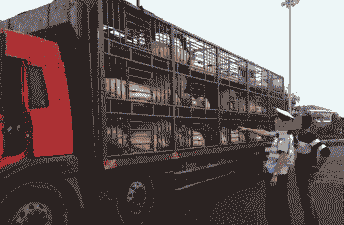 生猪跨省何时解禁